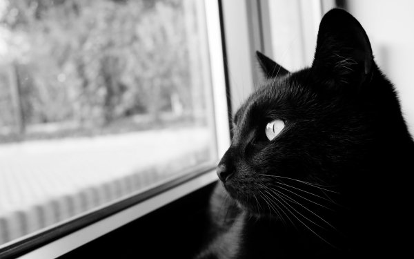Animal Cat Cats Black & White HD Wallpaper | Background Image