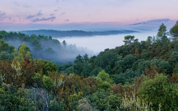 Earth Forest HD Wallpaper | Background Image