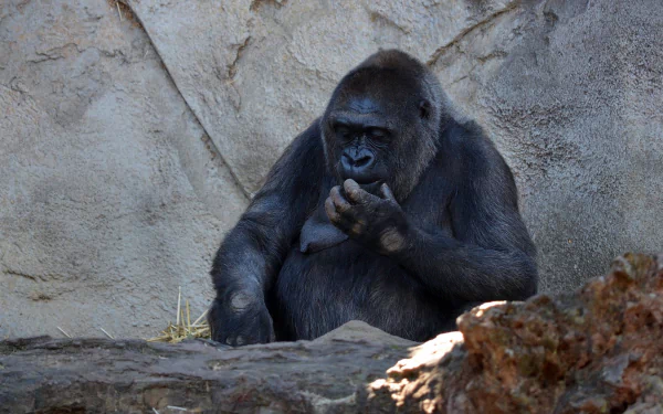  Female Gorilla at Taronga Zoo, Sydney, Australia