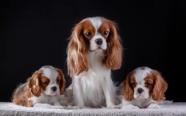 Three King Charles Spaniel puppies with white and brown fur pose against a black background in this 4K Ultra HD PC desktop wallpaper.