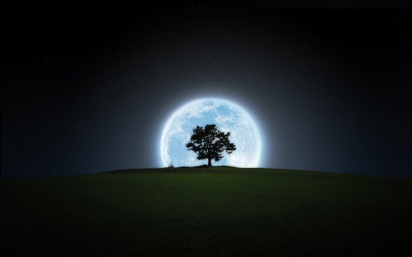 Earth Moon Tree Night Silhouette HD Wallpaper | Background Image