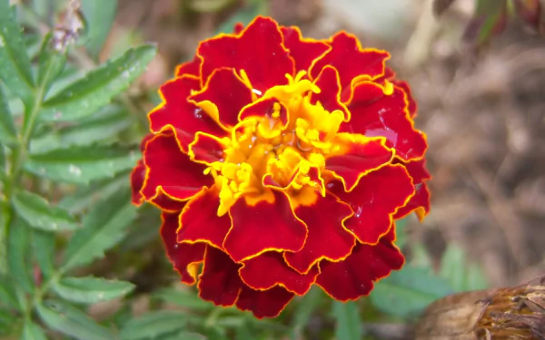 HD desktop wallpaper featuring a vibrant marigold flower with red and yellow petals set against a natural green and earthy background.