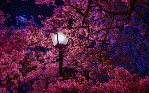  Sakura Tree at Night