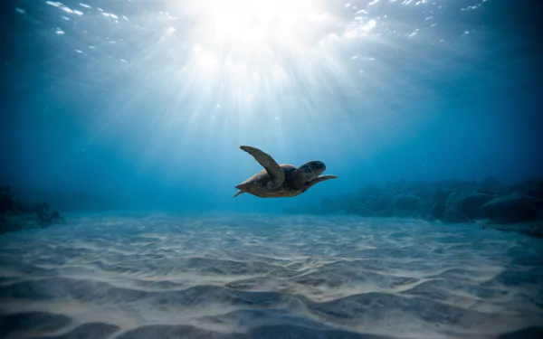 sunbeam underwater sea life Animal turtle HD Desktop Wallpaper | Background Image