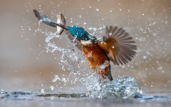 Animal Kingfisher Birds Kingfishers Bird Splash Water HD Wallpaper | Background Image