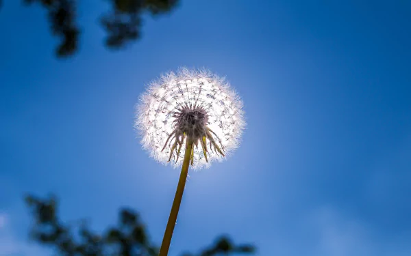 nature dandelion HD Desktop Wallpaper | Background Image