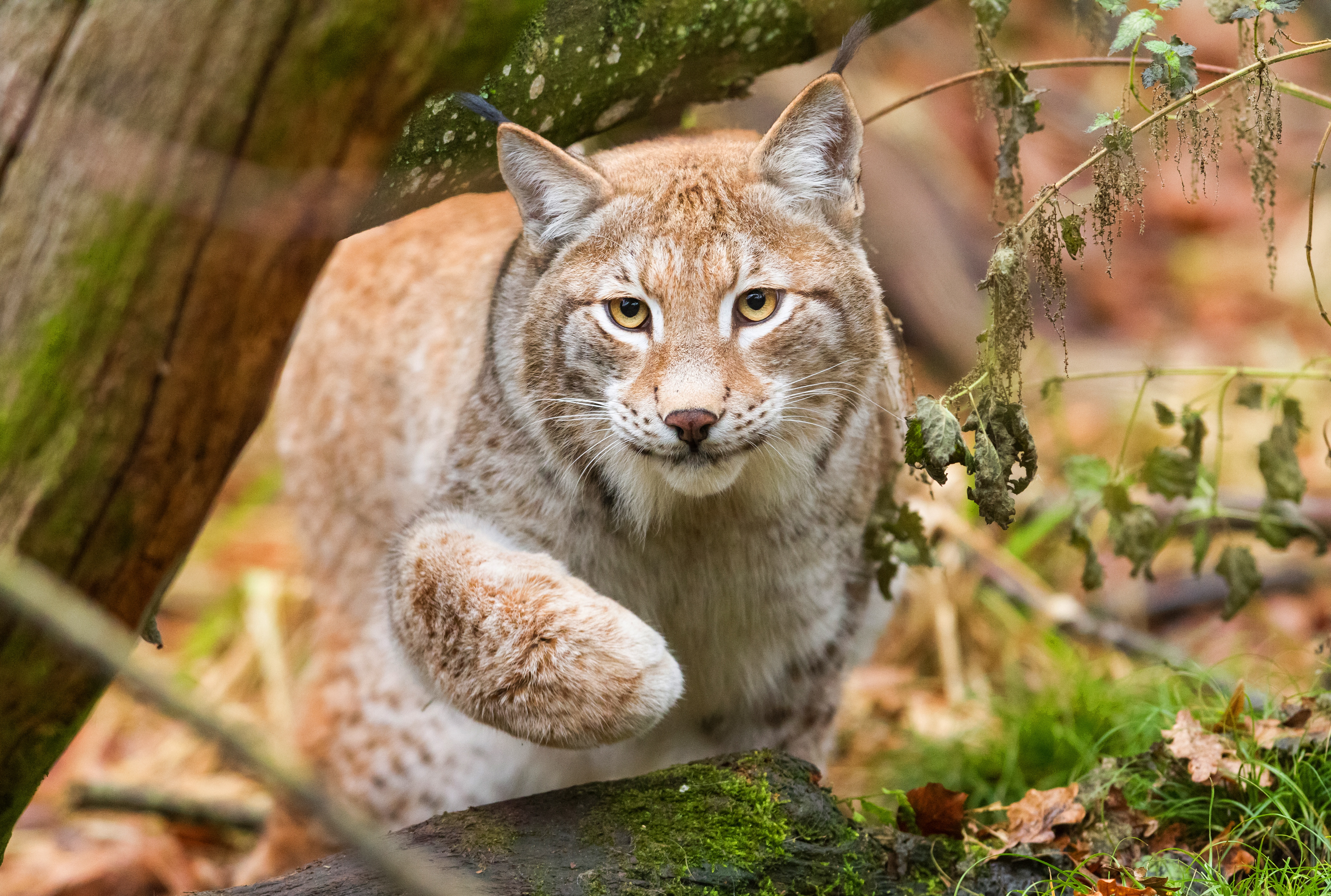 Animal Lynx HD Wallpaper Background Image.