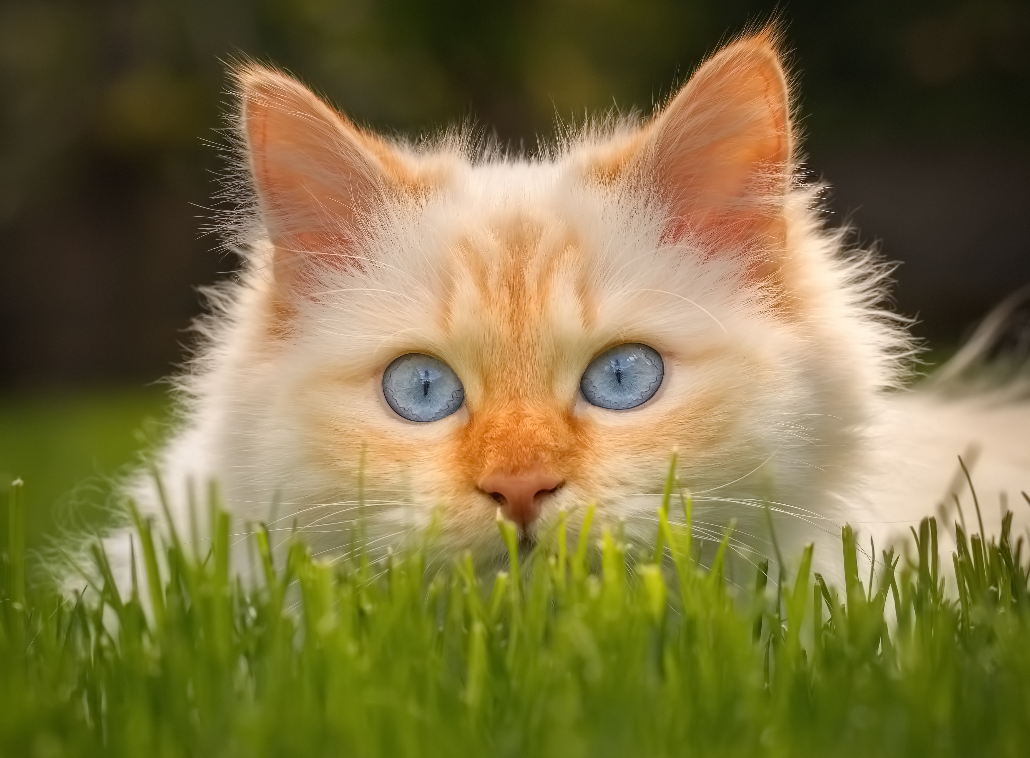 Cat HD Wallpaper