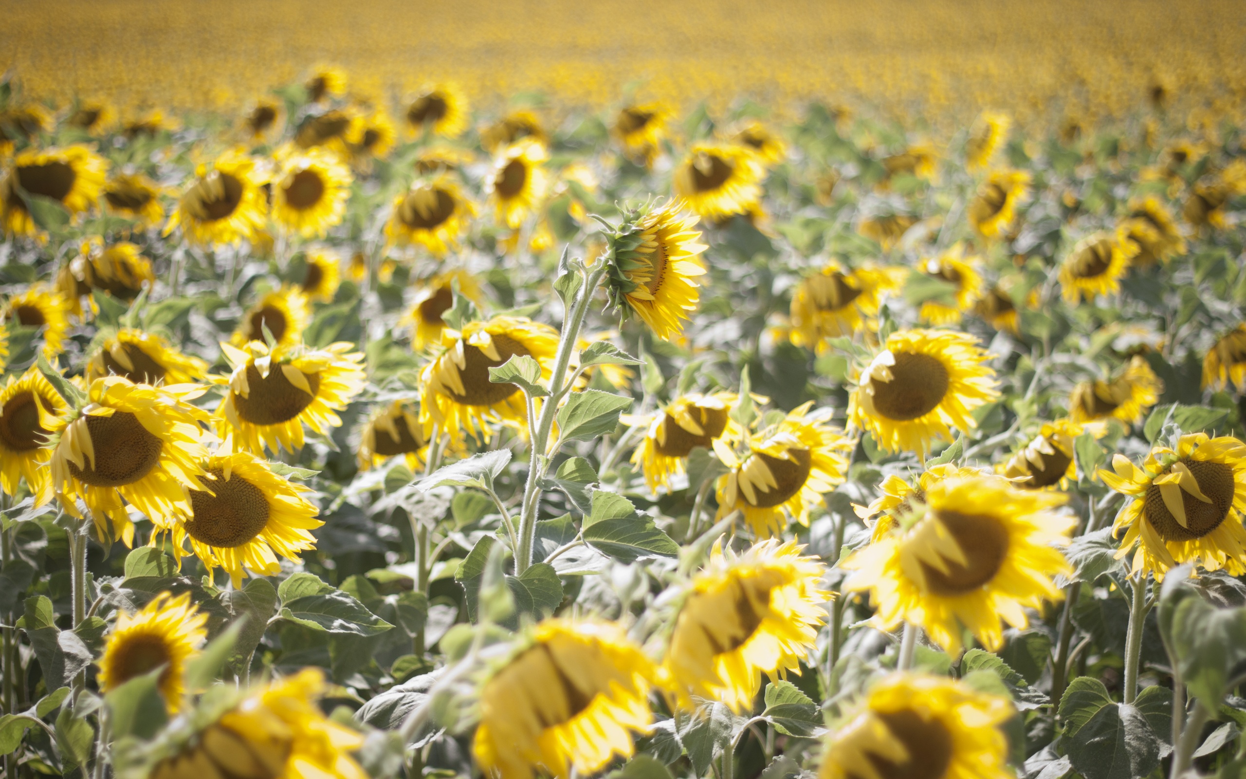 Sunny yellow flower field in France (Champ de Tournesols) - HD desktop wallpaper by Balzruk.