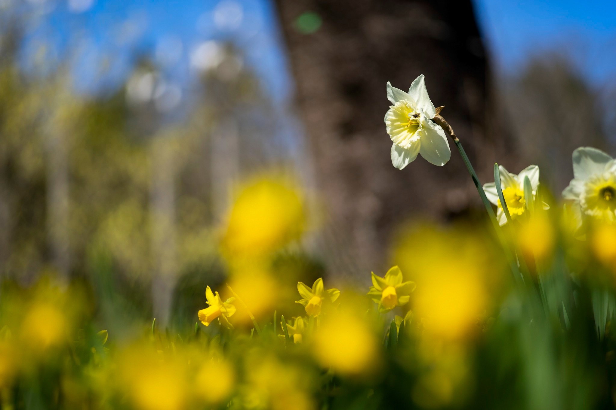 Daffodil HD Wallpaper