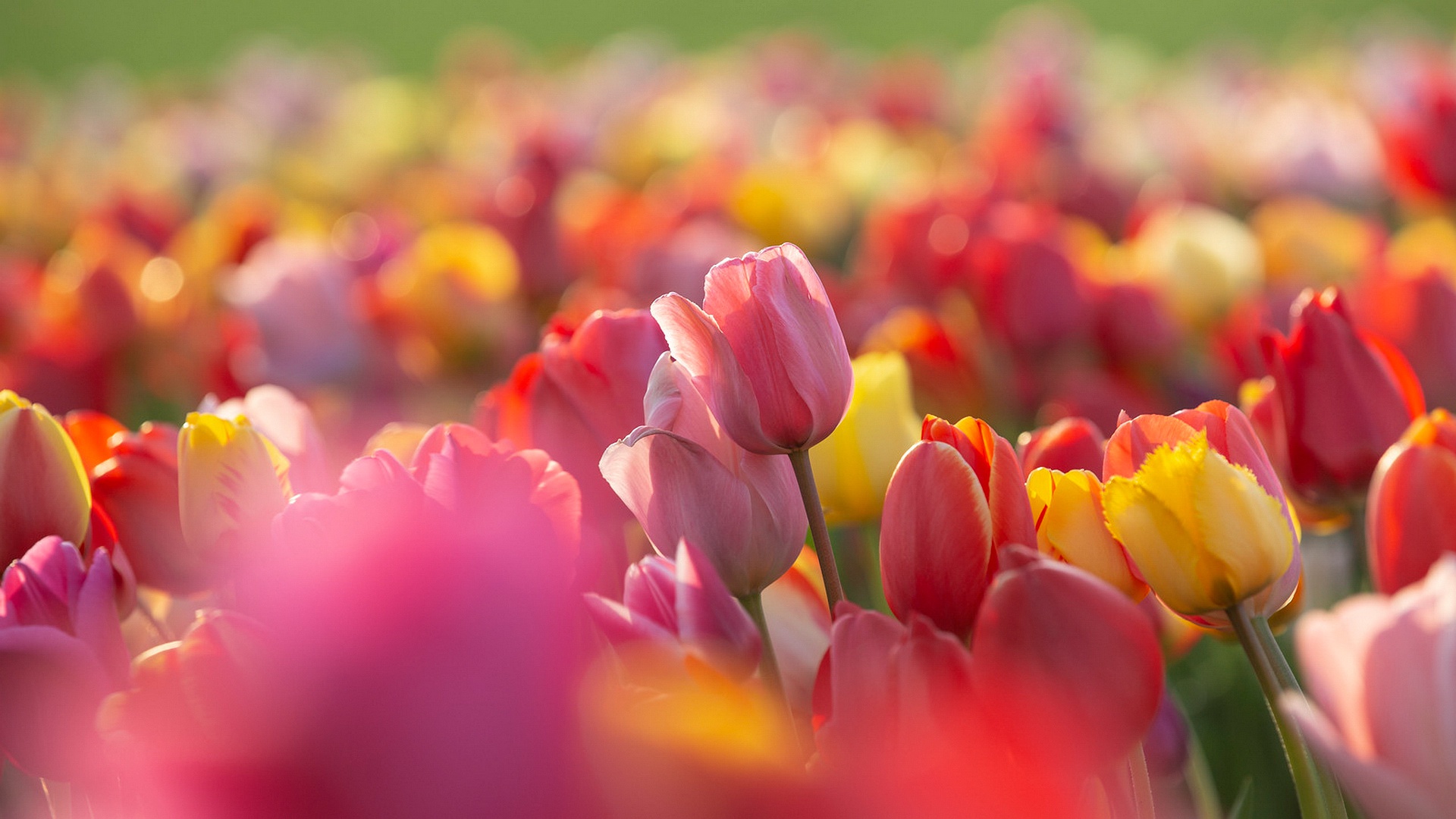 Tulip HD Wallpaper | Background Image | 1920x1080