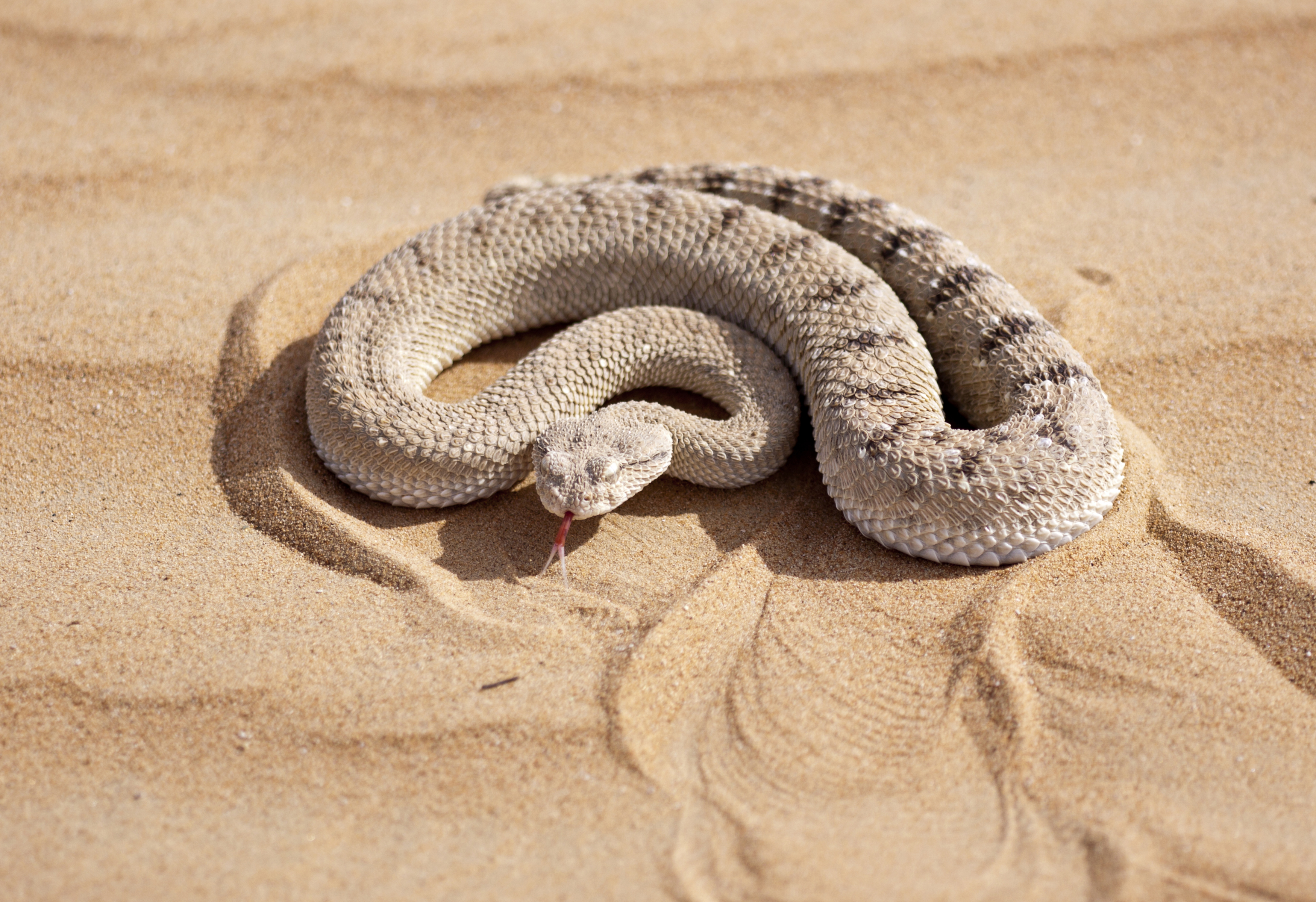 Змейка на солнце. Песчаная Эфа альбинос. Пустынная змея Эфа. Гремучая Песчаная змея. Змея на песке.