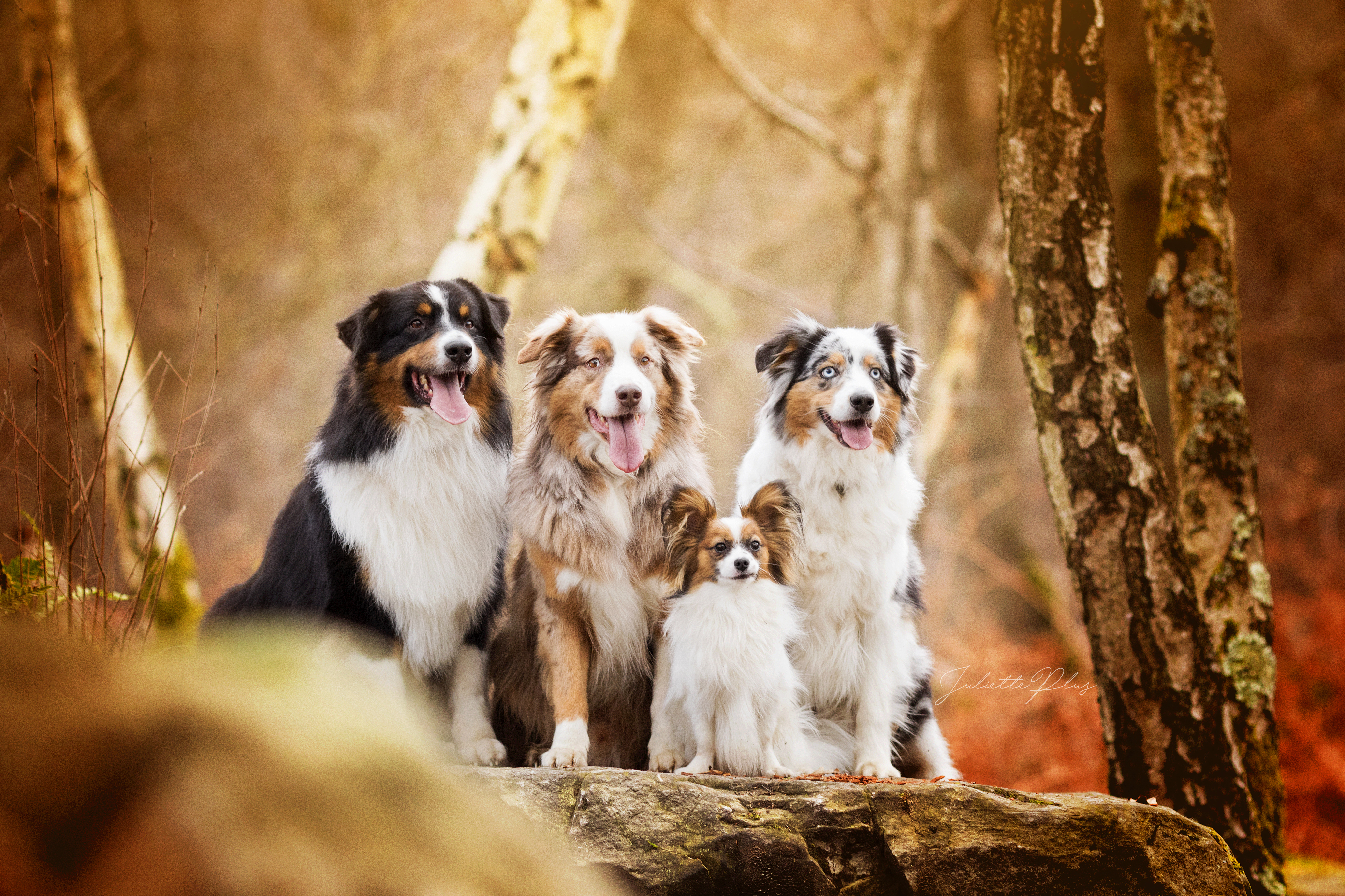 Dogs in the Forest by Juliette Plus