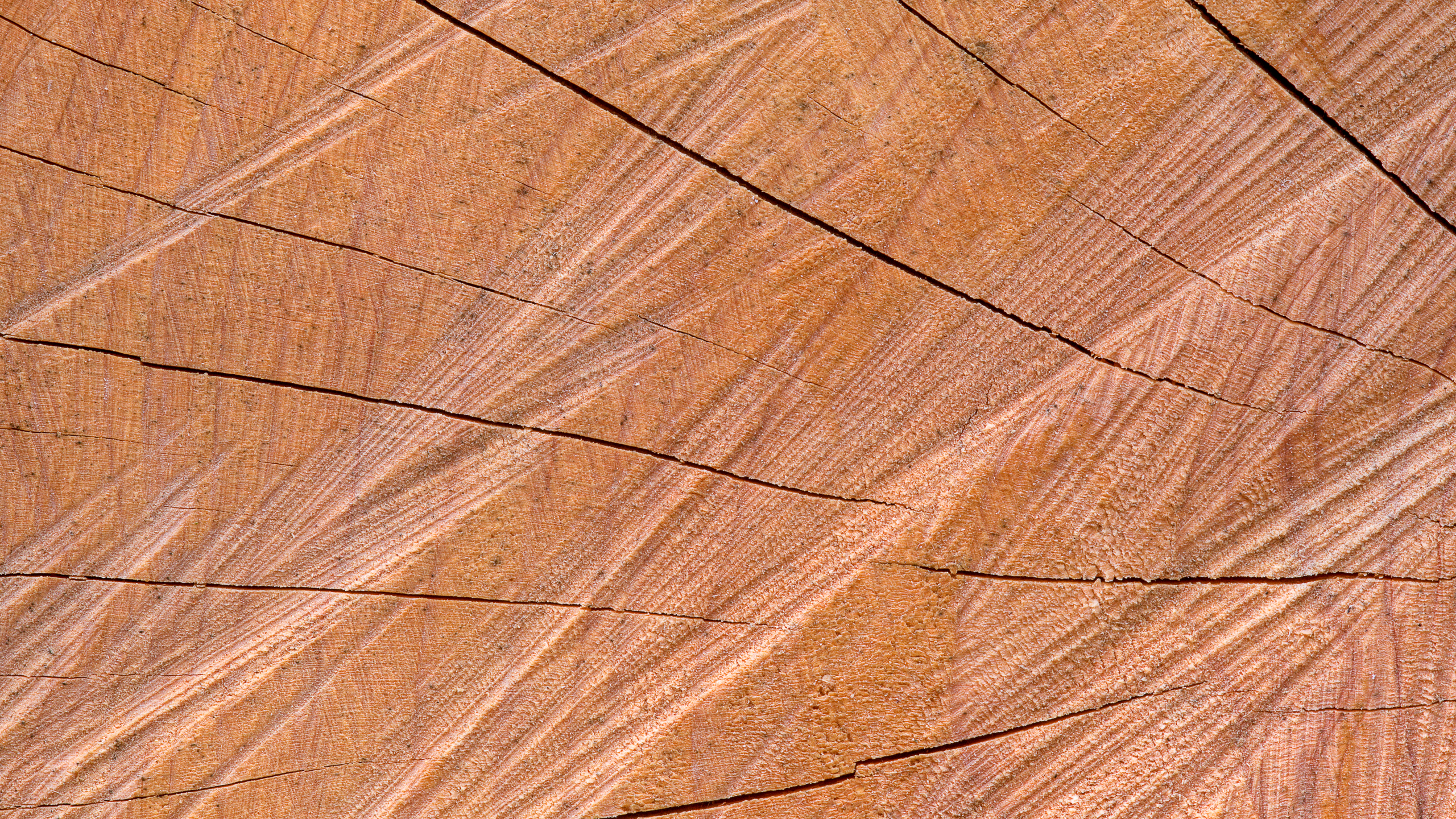 Earth Wood HD Wallpaper | Background Image