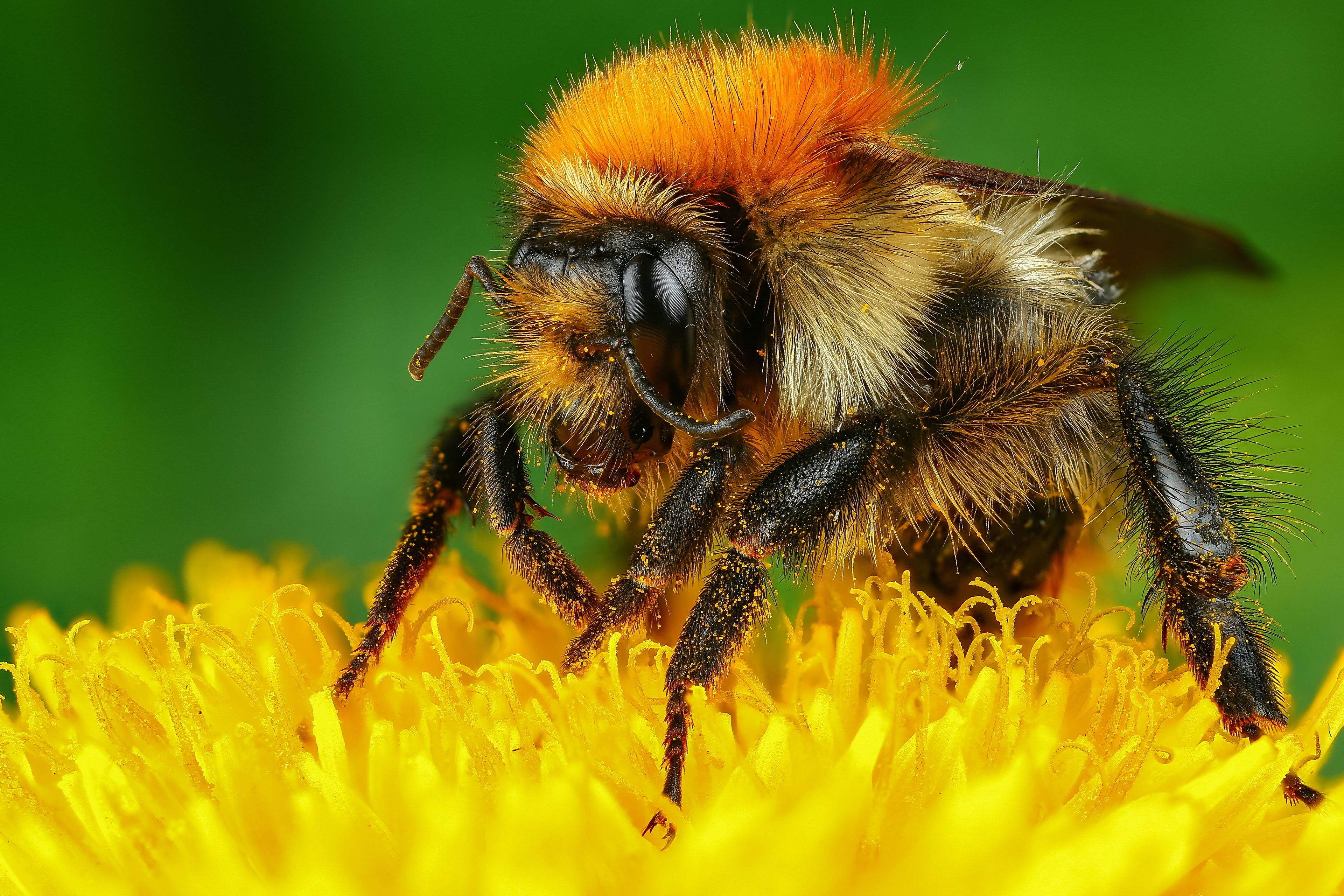 Bee 4k Ultra HD Wallpaper | Background Image | 3840x2560 | ID:1019742