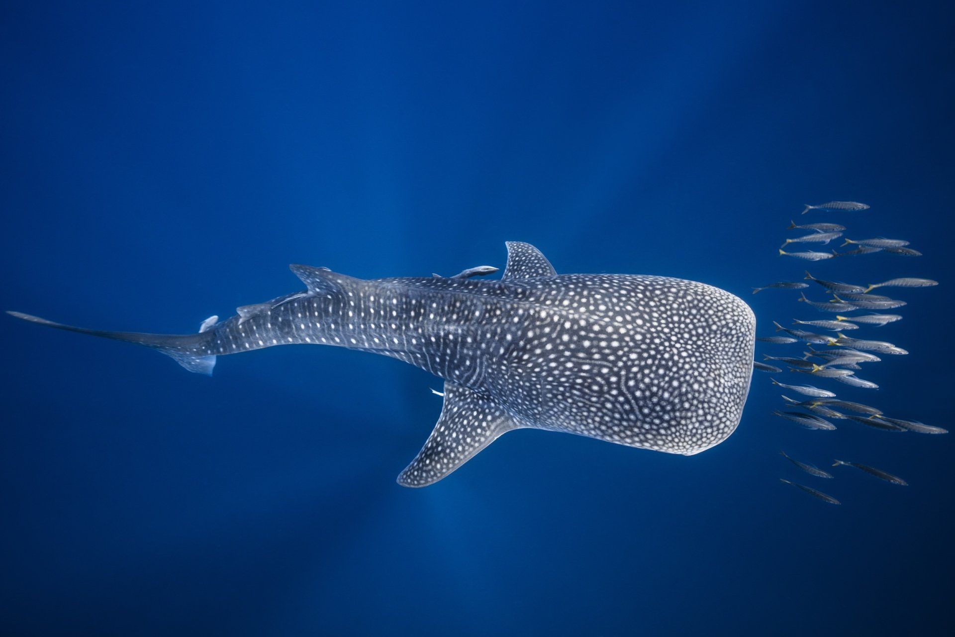 Whale Shark Wallpaper 4k