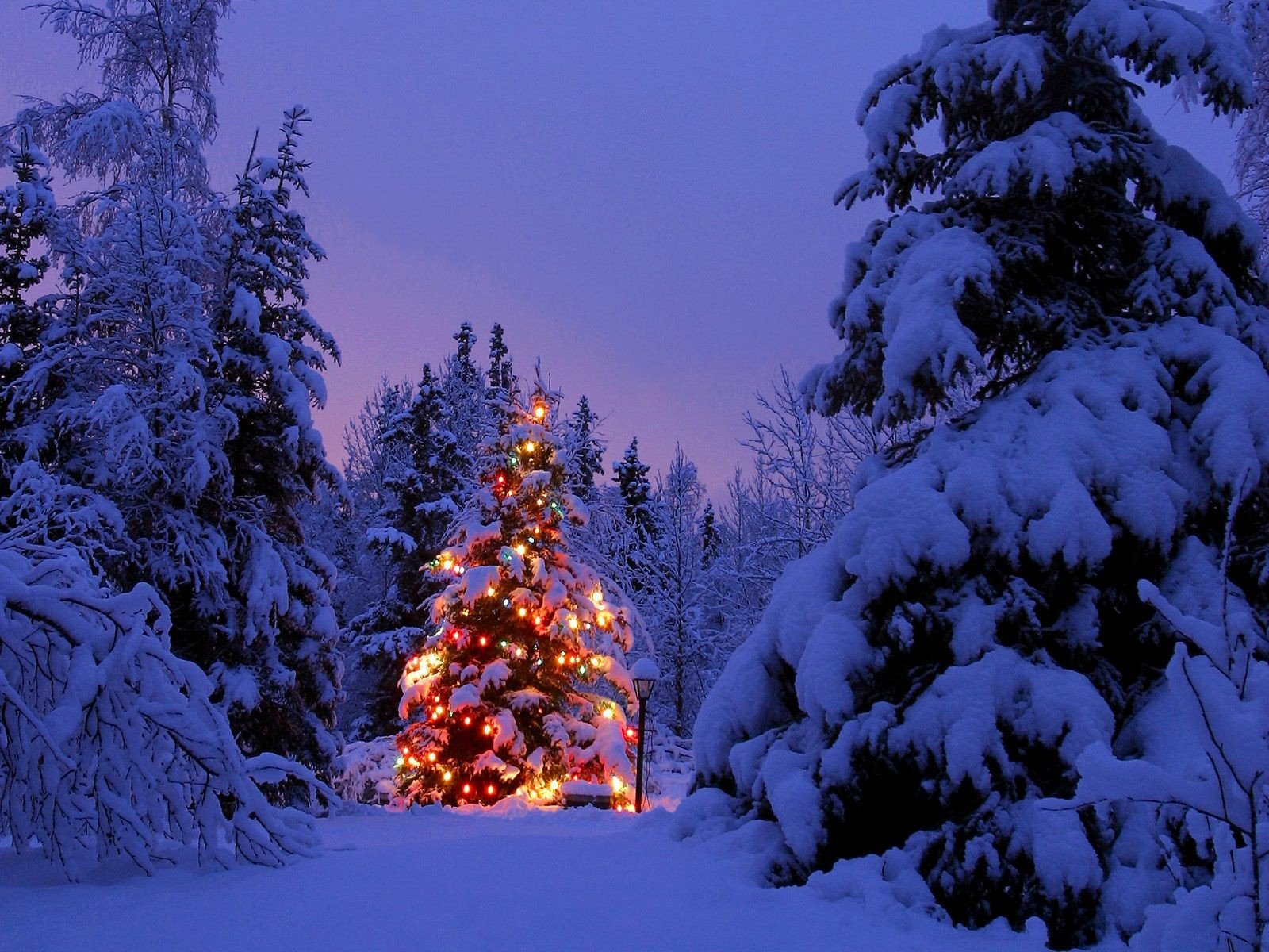 A snowy forest at dusk featuring a beautifully lit Christmas tree adorned with colorful lights, creating a serene and festive holiday ambiance. An enchanting HD winter backdrop.