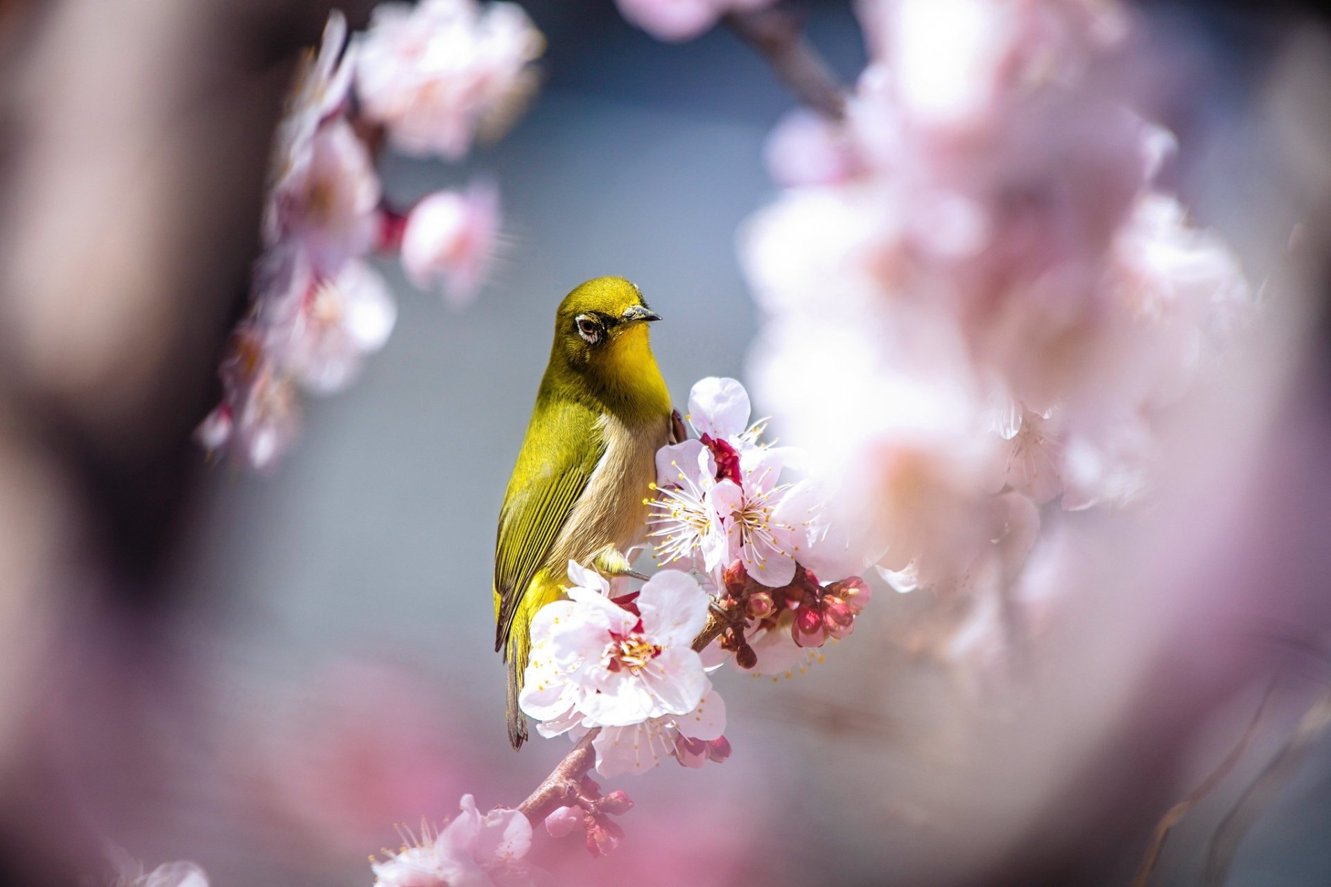 Download Blossom Bird Animal Japanese White-eye HD Wallpaper