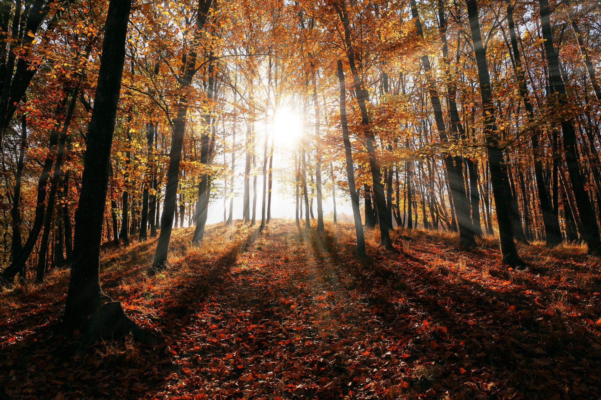 Download Forest Fall Nature Sunbeam 4k Ultra HD Wallpaper | 5472x3648 ...
