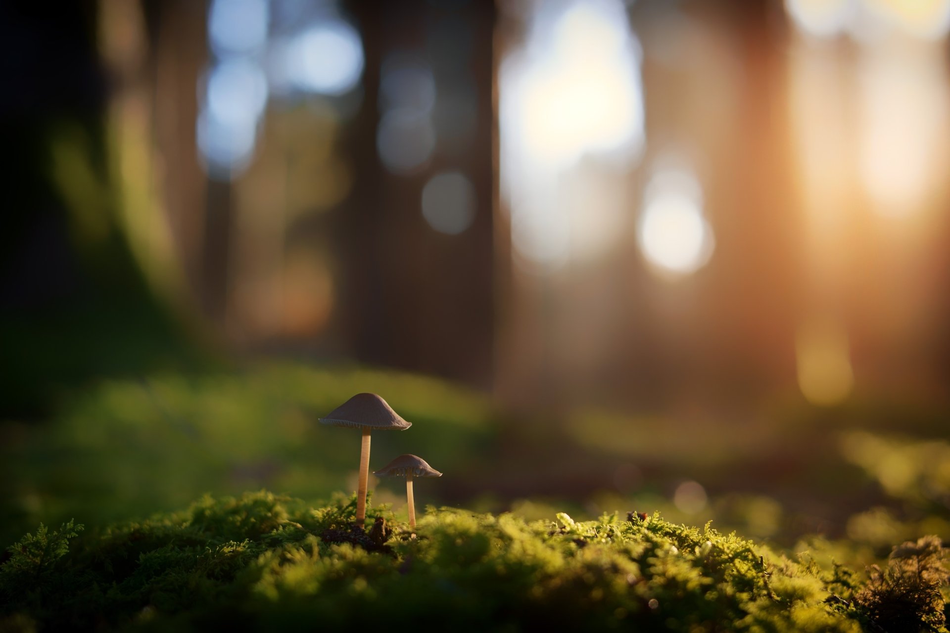 Download Moss Depth Of Field Macro Nature Mushroom 4k Ultra HD Wallpaper