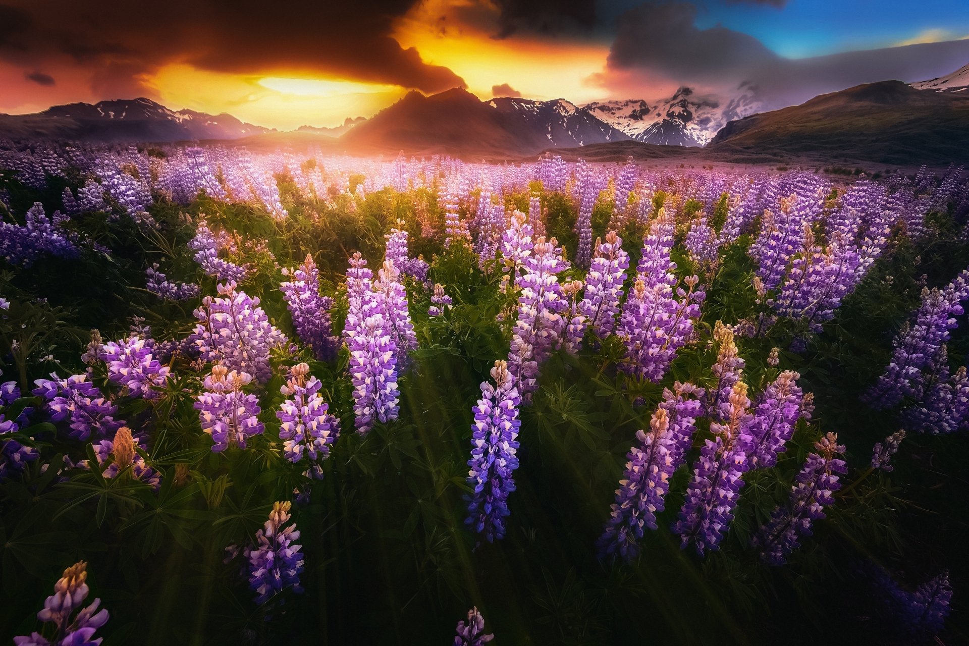 Lupine HD Wallpaper