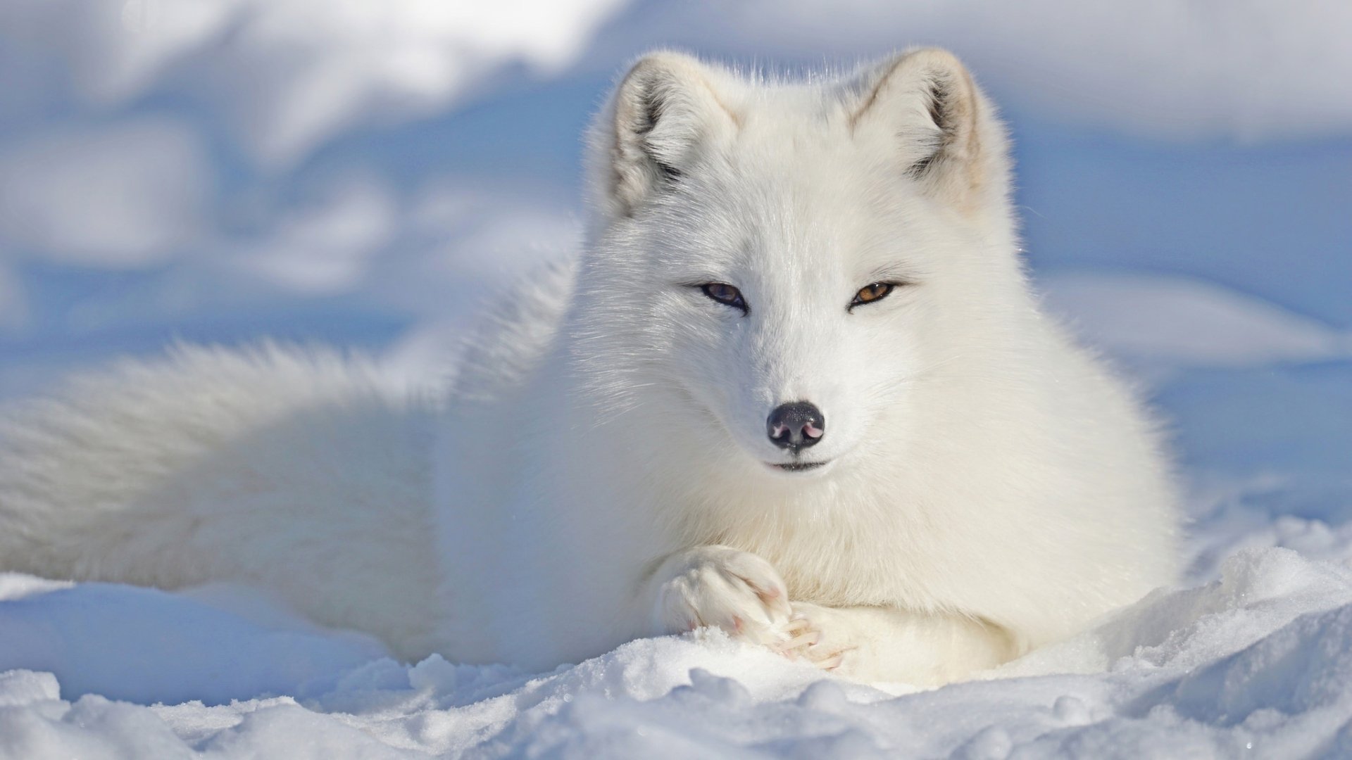 Arctic Fox HD Wallpaper | Background Image | 2048x1152 | ID:1014113