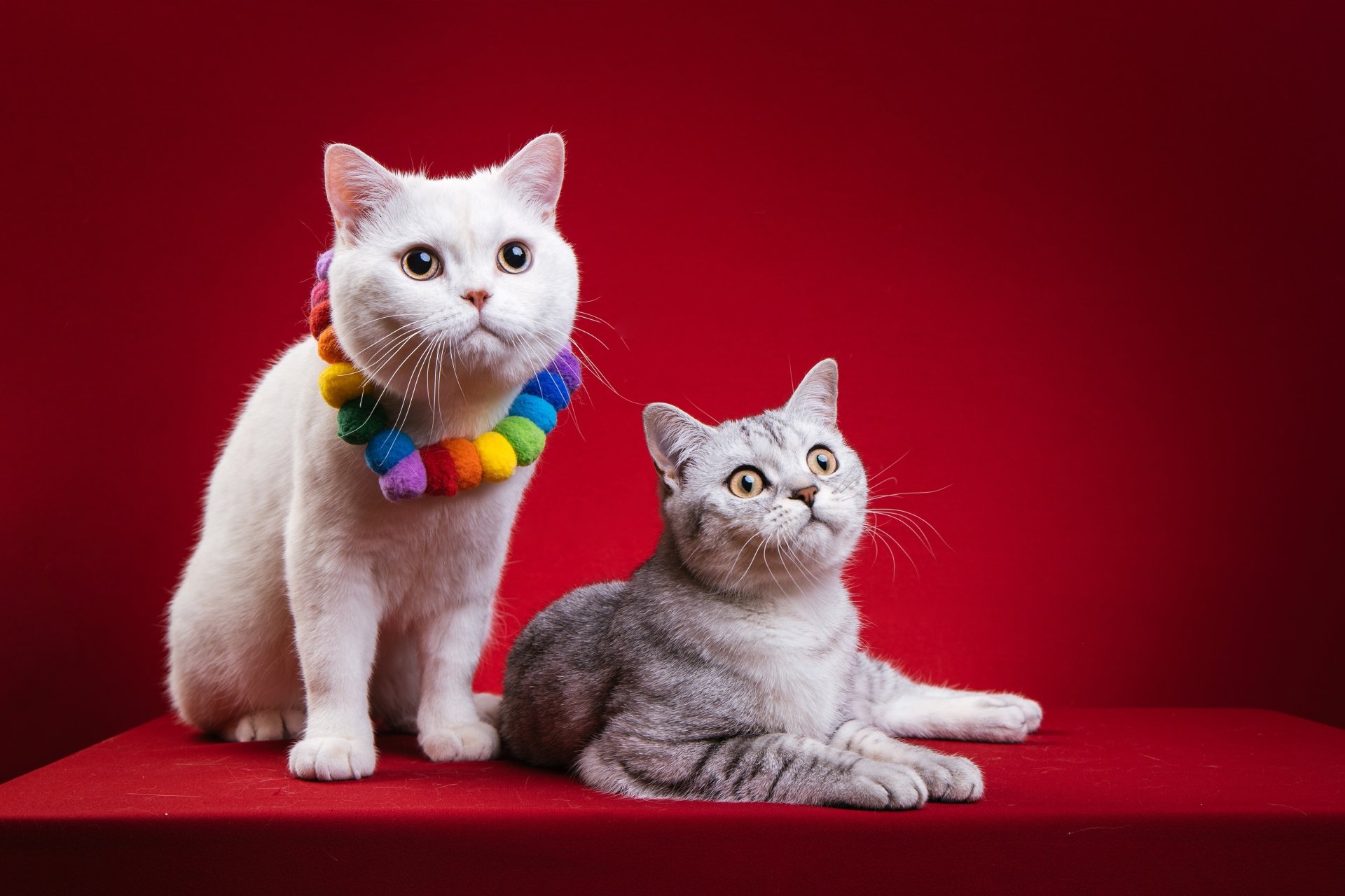 Download Animal Cat 4k Ultra HD Wallpaper