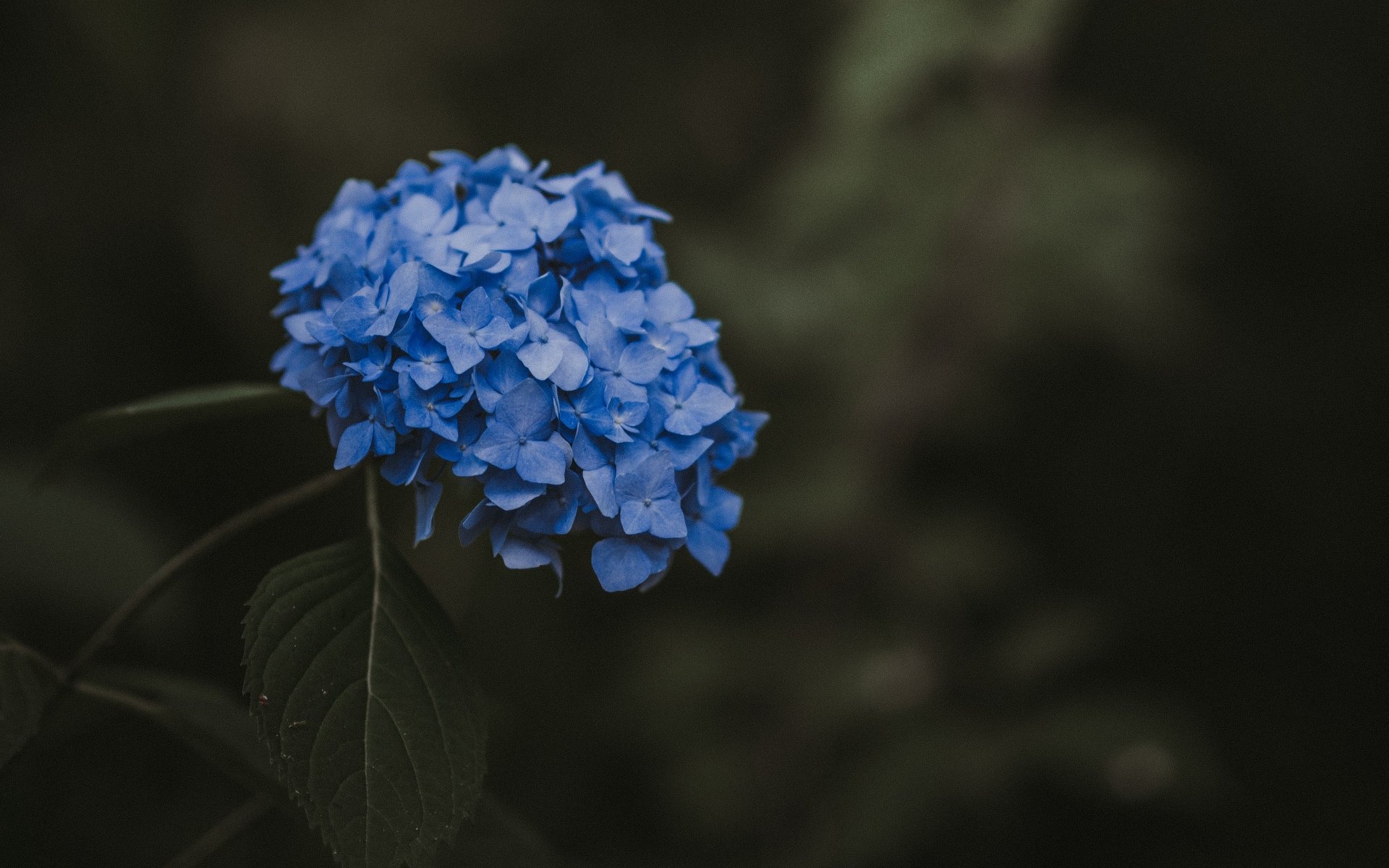 Download Blue Flower Nature Hydrangea 4k Ultra HD Wallpaper