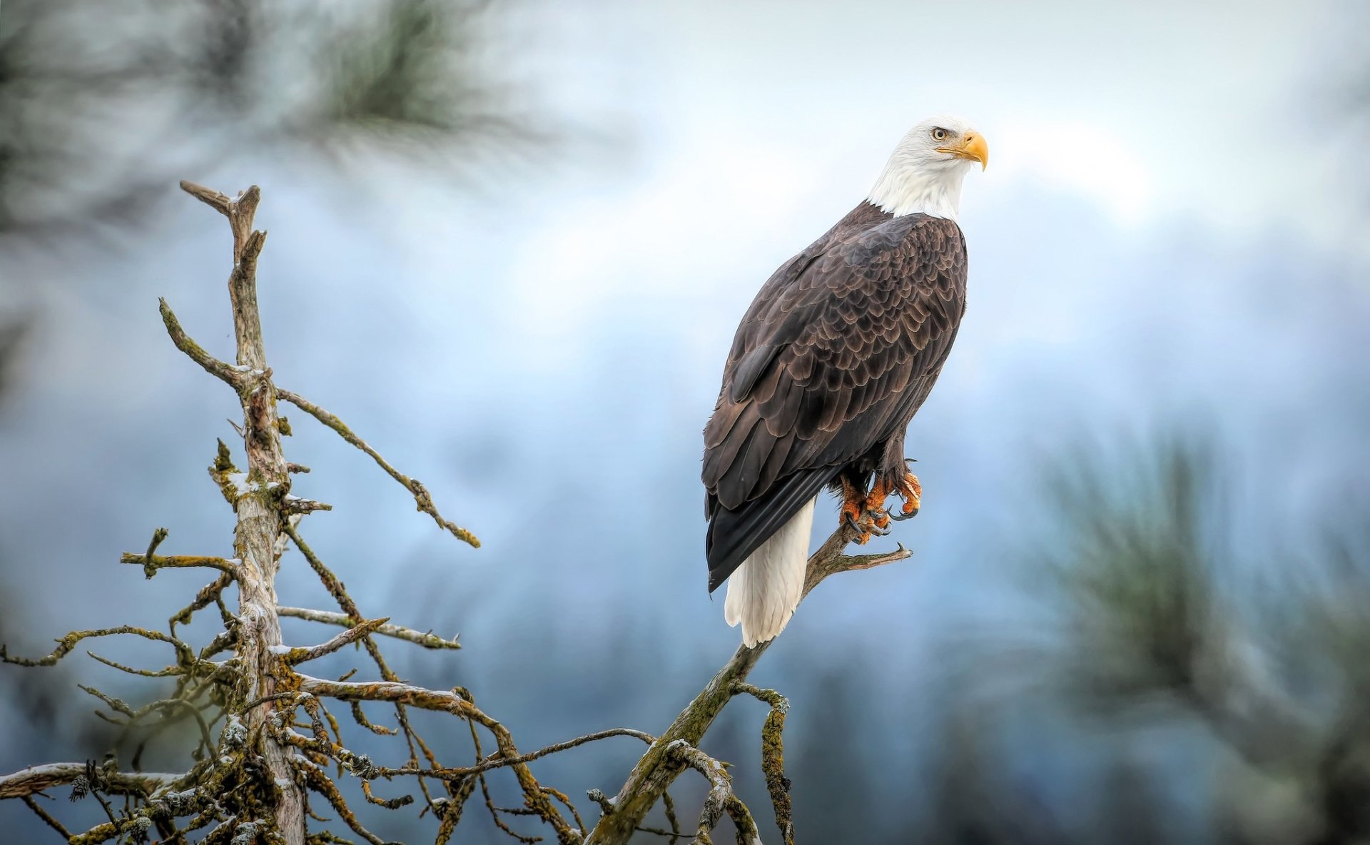 Download Bird Of Prey Bird Eagle Animal Bald Eagle HD Wallpaper