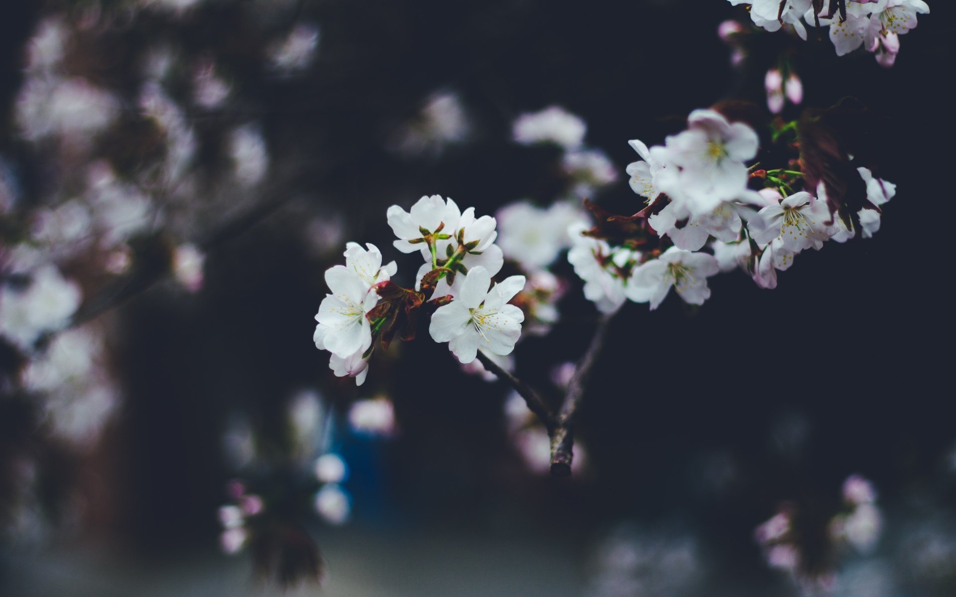 White flower