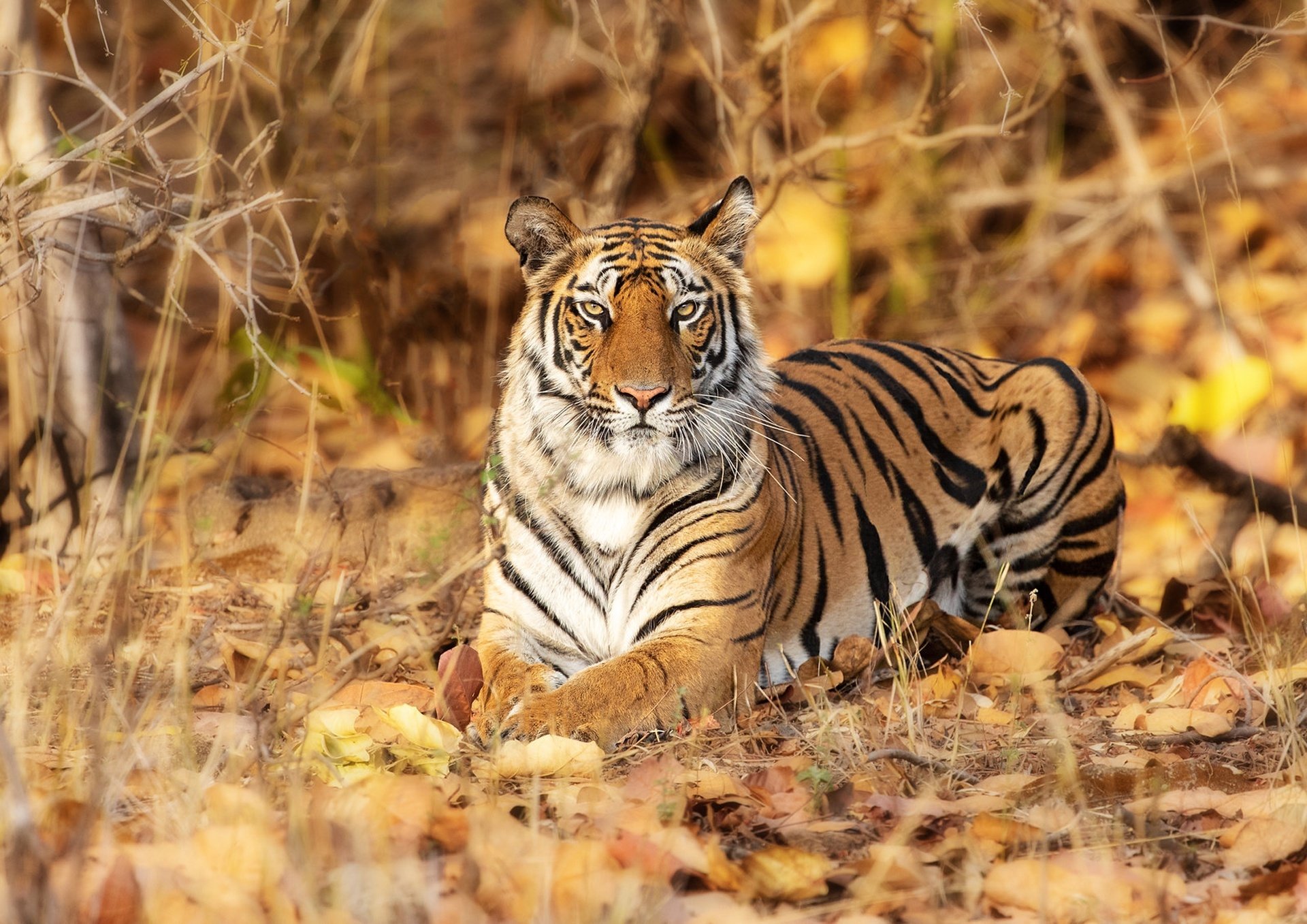 Download Animal Tiger HD Wallpaper