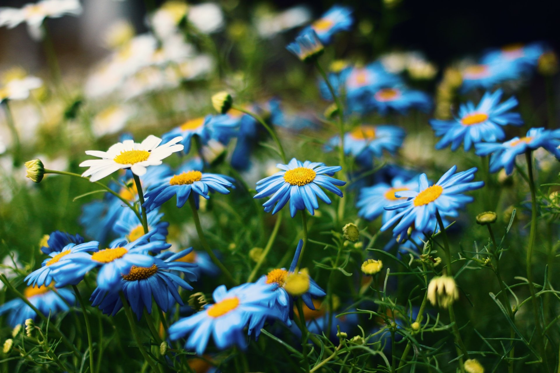Download Close-up Flower Nature White Flower Blue Flower Chamomile 4k Ultra HD Wallpaper