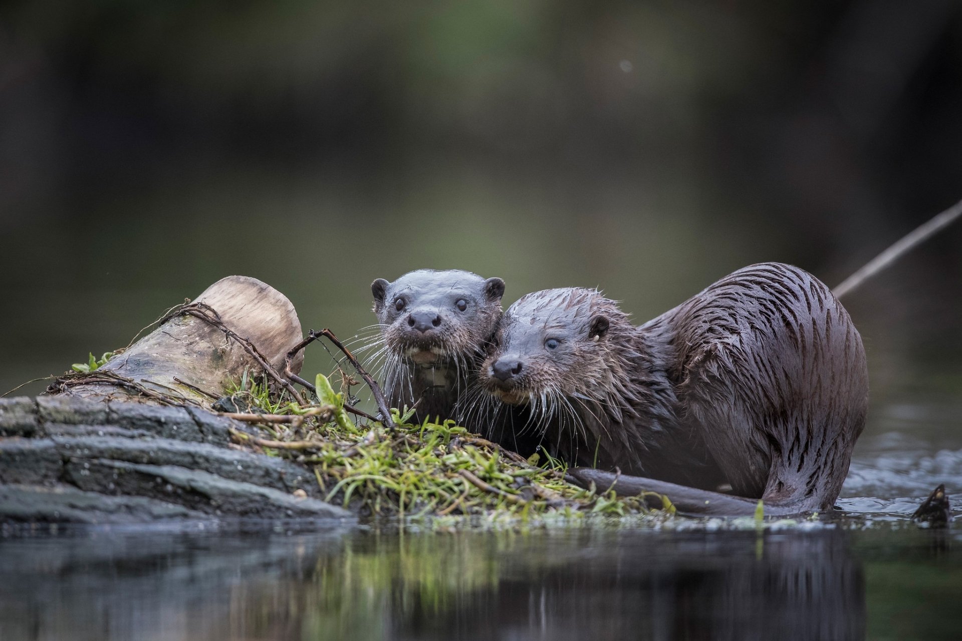 Download Animal Otter HD Wallpaper