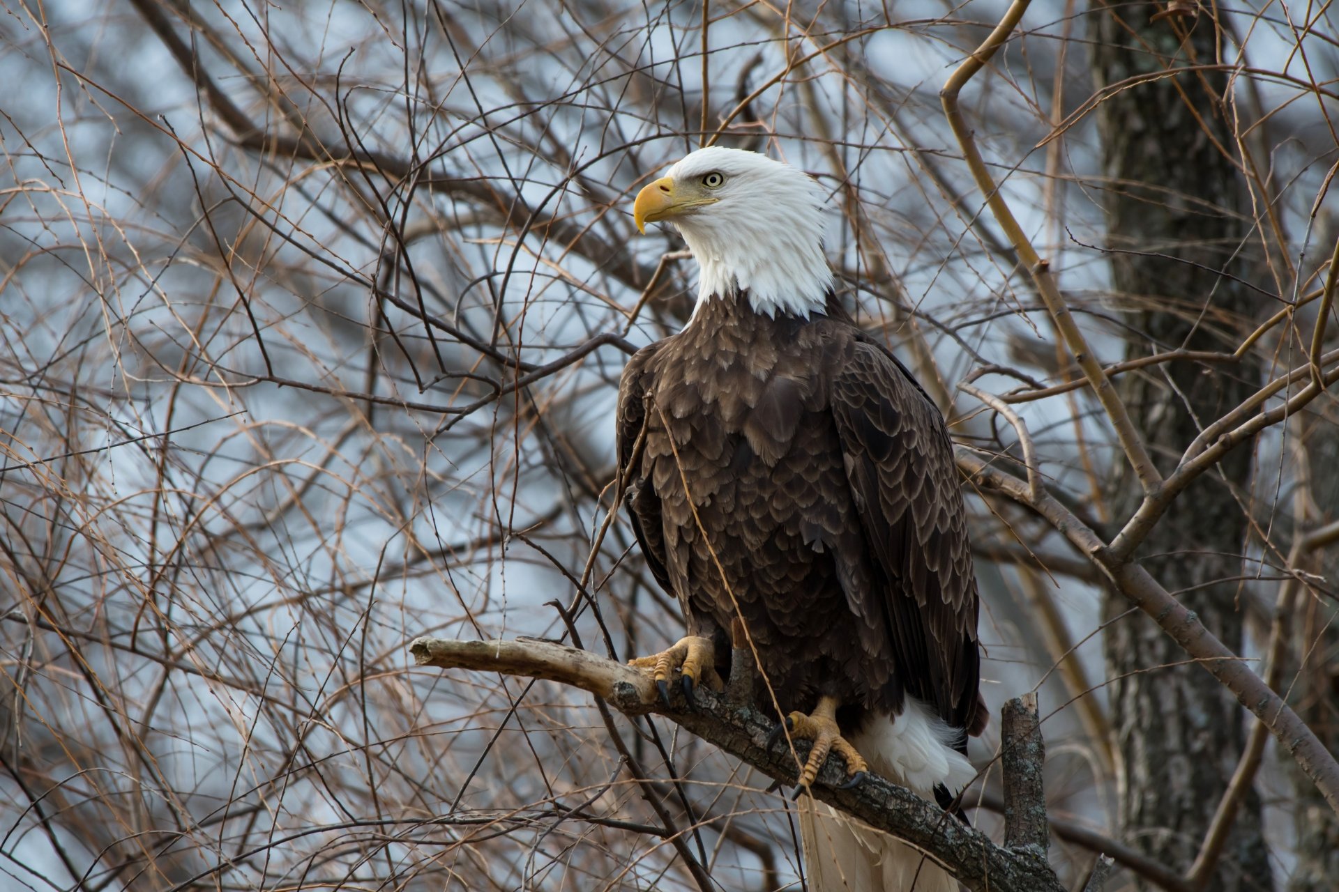 A majestic bald eagle perched on a tree branch surrounded by bare twigs, captured in sharp 4K Ultra HD detail as a striking bird of prey wallpaper.