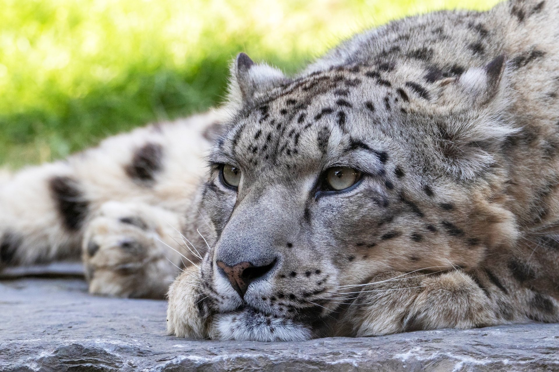 Download Close-up Animal Snow Leopard Hd Wallpaper