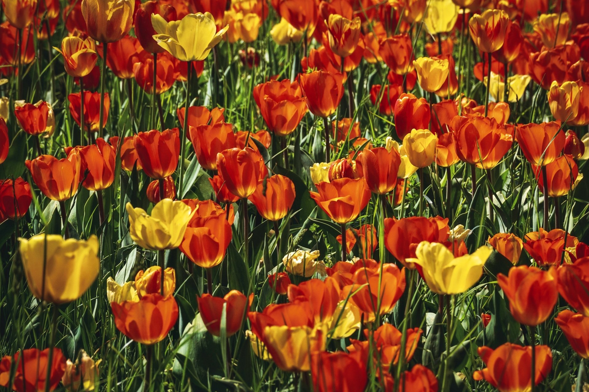 Download Red Flower Yellow Flower Summer Flower Nature Tulip 4k Ultra ...