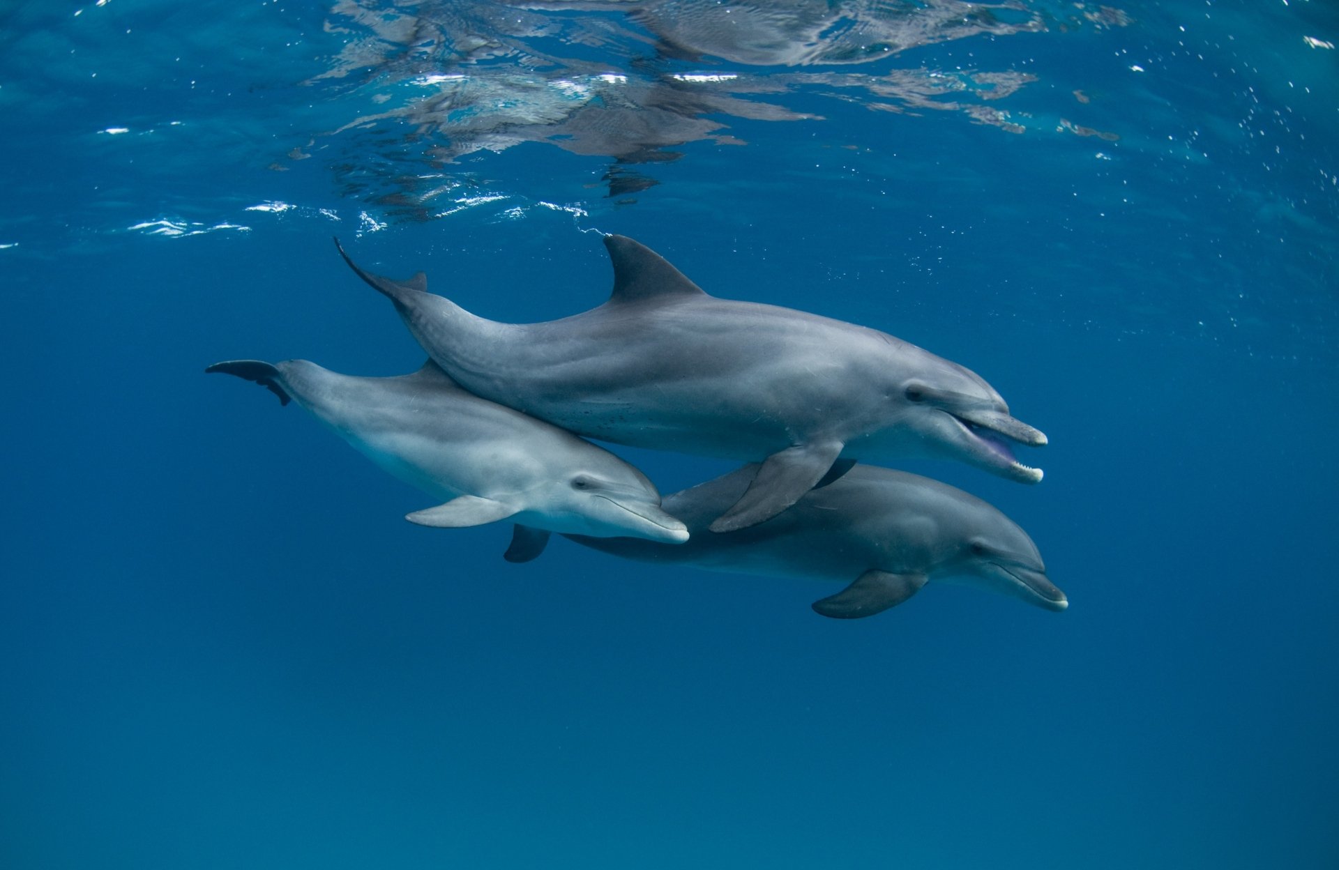 HD desktop wallpaper showcasing three dolphins swimming gracefully underwater in vibrant sea life surroundings.