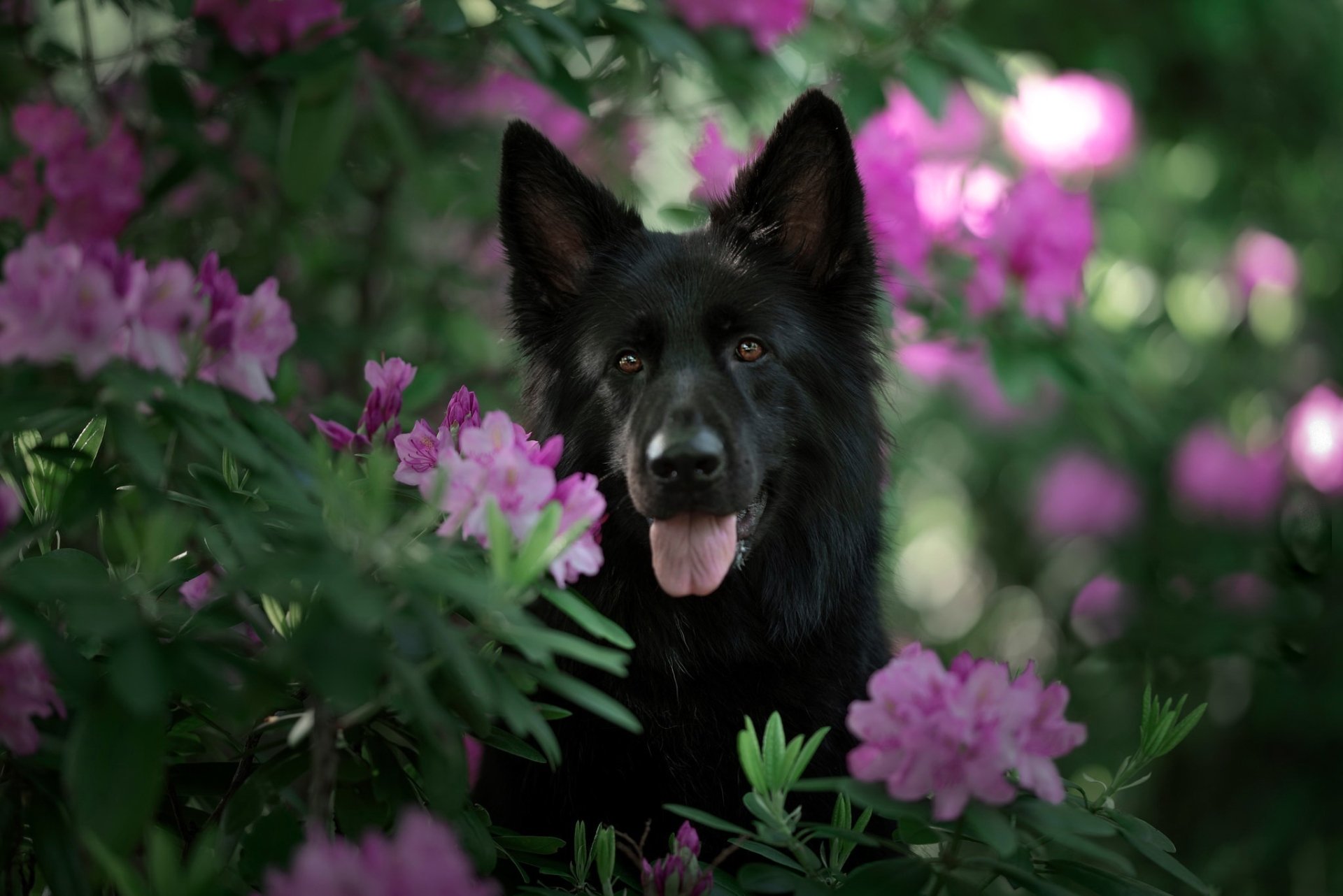 Download Flower Animal Dog Black Dog HD Wallpaper