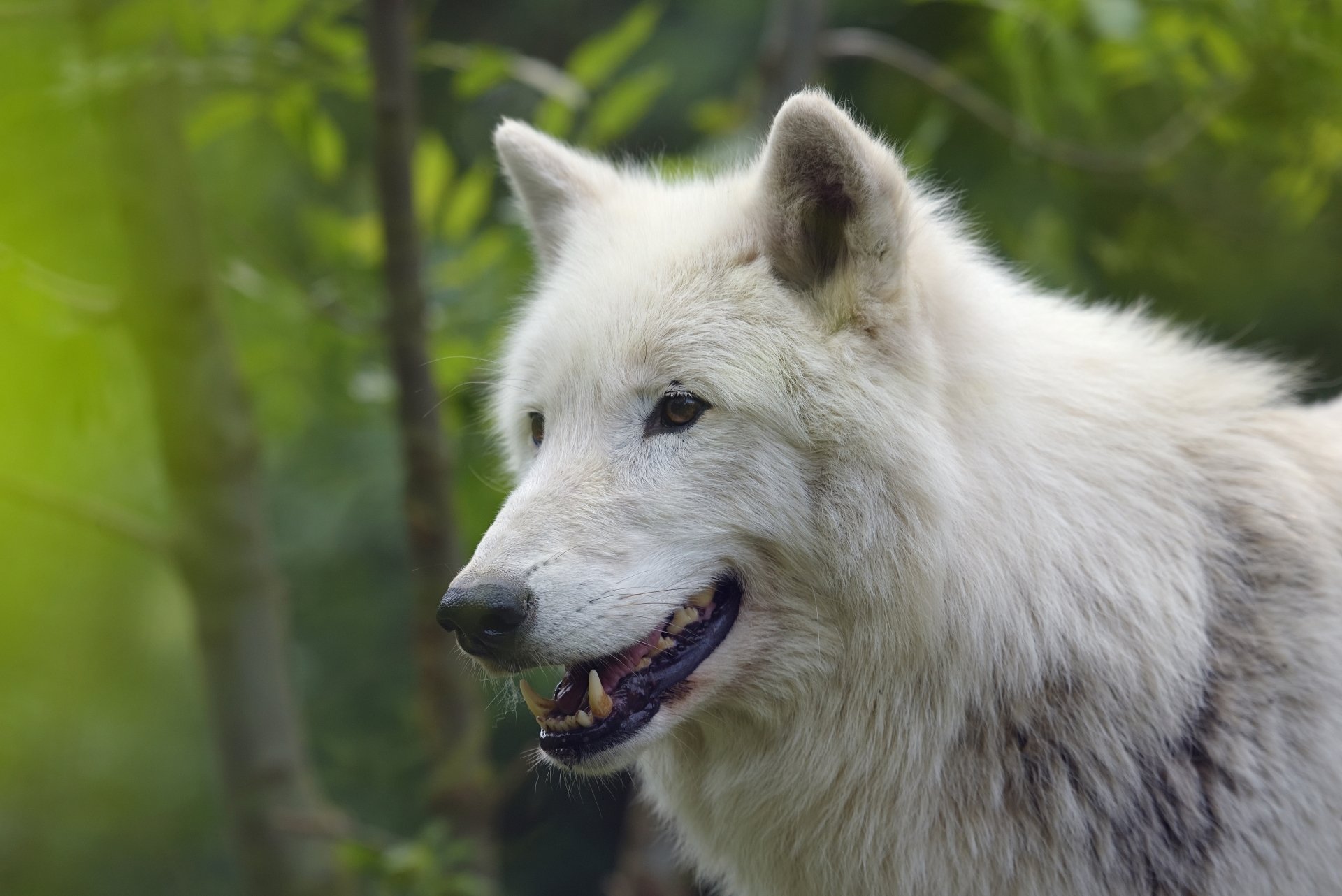 Download Animal Wolf 4k Ultra HD Wallpaper