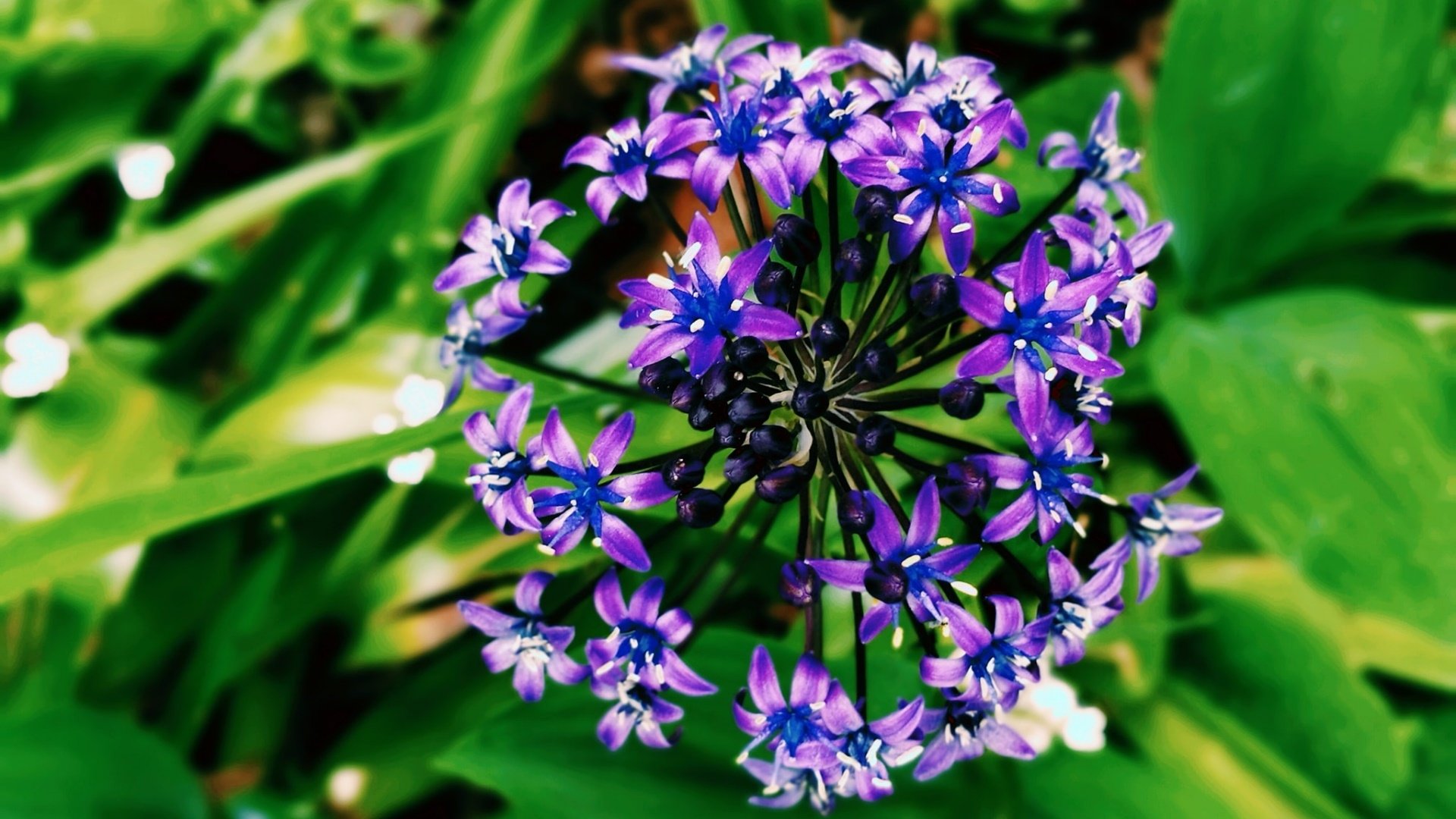 Purple Flower HD Wallpaper | Background Image | 1920x1080