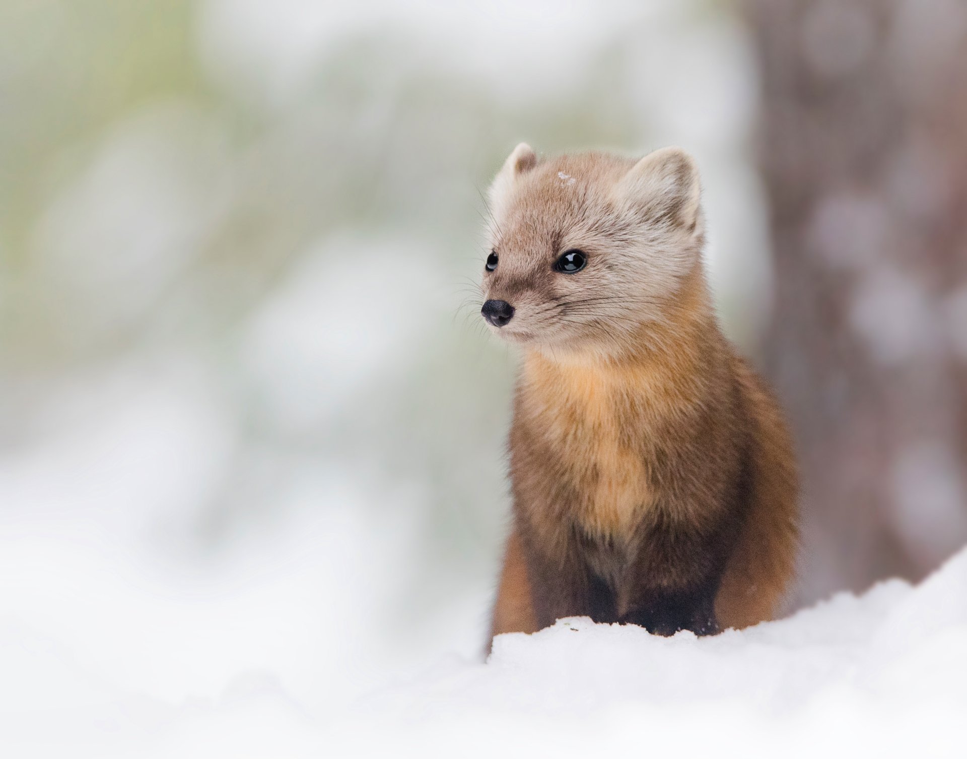 Download Animal Marten 4k Ultra HD Wallpaper