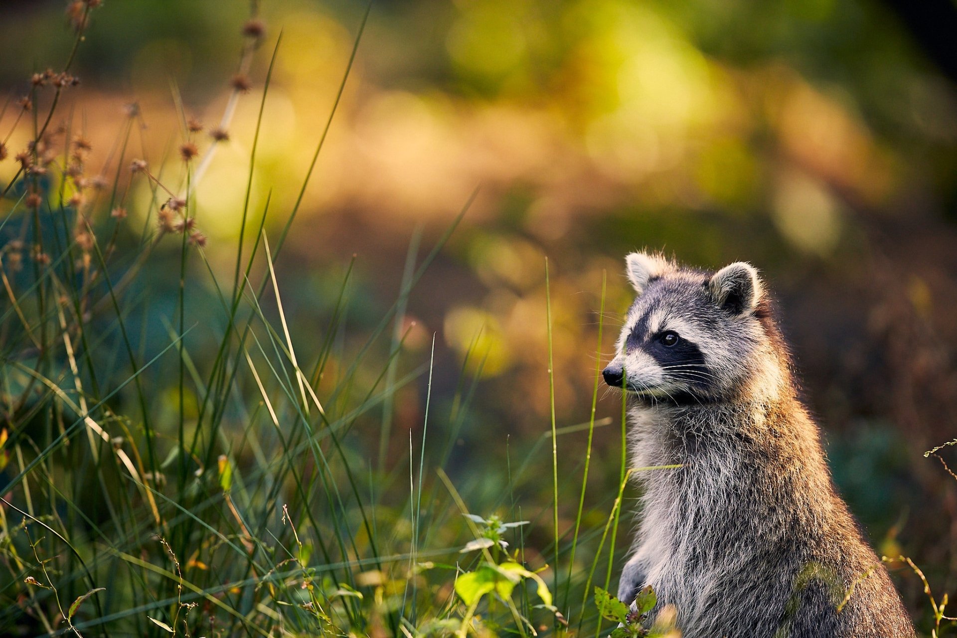 Raccoon HD Wallpaper | Background Image | 2048x1365 | ID:1019214