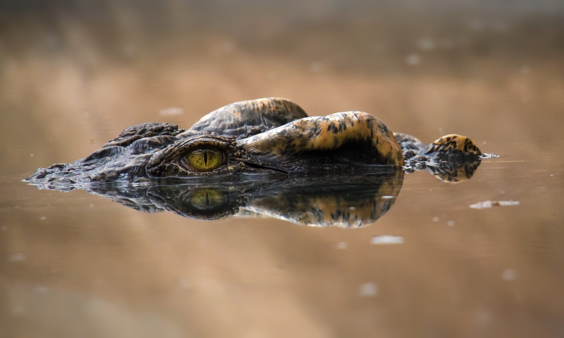 Download Reflection Animal Alligator HD Wallpaper