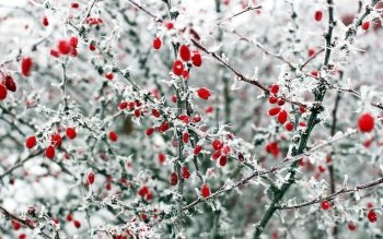 260 Berry HD Wallpapers | Background Images - Wallpaper Abyss - Page 6