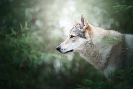 czechoslovakian wolfdog bokeh Animal wolfdog HD Desktop Wallpaper | Background Image