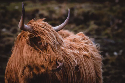 cow Animal highland cattle HD Desktop Wallpaper | Background Image