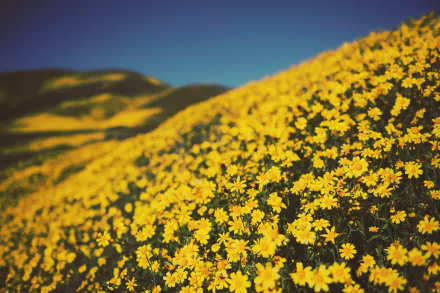 A vibrant field of yellow flowers captured with depth of field, showcasing nature’s beauty in sharp focus against a blurred background in 8K Ultra HD resolution.