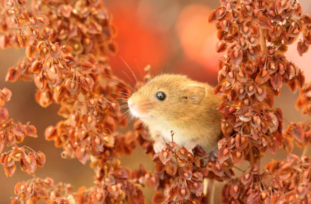 Macro 4K Ultra HD PC desktop wallpaper of a harvest mouse (rodent, animal) nestled among warm rust-orange seedheads.