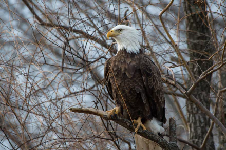 A majestic bald eagle perched on a tree branch surrounded by bare twigs, captured in sharp 4K Ultra HD detail as a striking bird of prey wallpaper.