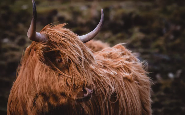 cow Animal highland cattle HD Desktop Wallpaper | Background Image